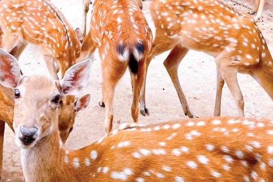 Mô hình nuôi hươu sao giúp người nông dân An Giang khá giả, mở hướng làm giàu bền vững