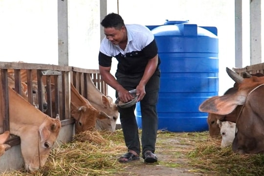 Từ hình mẫu Bộ đội Cụ Hồ, người nông dân Cần Thơ “biến rơm thành vàng” nhờ mô hình chăn nuôi tuần hoàn, thu về 200 triệu mỗi năm