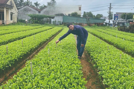 Nông dân Quảng Ngãi làm giàu nhờ giống cây nhập khẩu Đài Loan: Trồng ít, thu nhiều, lãi cả trăm triệu