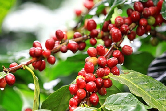Giá cà phê hôm nay 24/10/2025: Tăng hơn 1.000 đồng/kg, Robusta và Arabica cùng bật giá