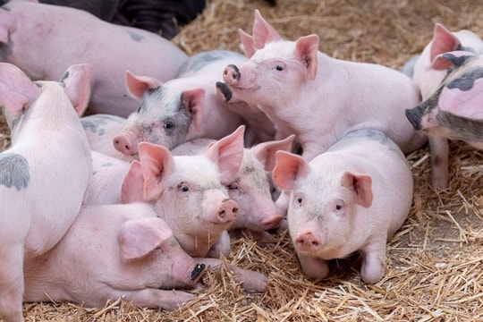 Giá heo hơi hôm nay 24/10/2025: T hị trường có tín hiệu phục hồi, dự báo còn tăng nhẹ cuối tháng 10