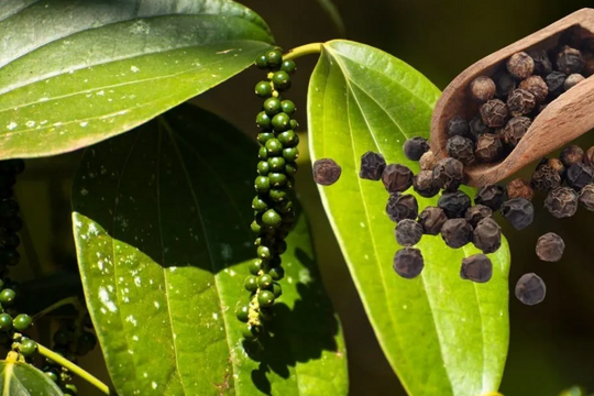 Giá tiêu hôm nay 24/10/2025: Việt Nam giữ vững giá cao, xuất khẩu quý IV được kỳ vọng bứt phá