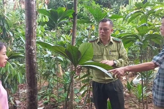 Nông dân Lào Cai biến rừng quế thành vườn thuốc, mang lại thu nhập tiền triệu mỗi ngày