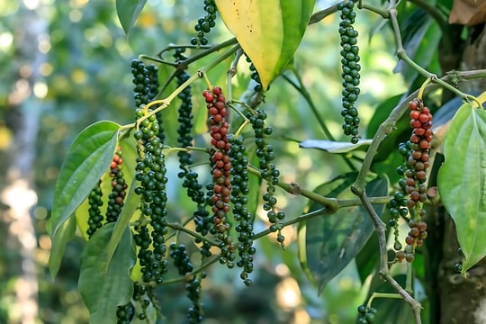 Giá tiêu hôm nay 25/10/2025: Ổn định tại các vùng trọng điểm, xuất khẩu vẫn tăng mạnh gần 28%