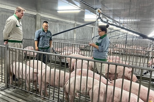 Tăng 60%, cổ phiếu một doanh nghiệp chăn nuôi vẫn được cho là đang “rẻ”