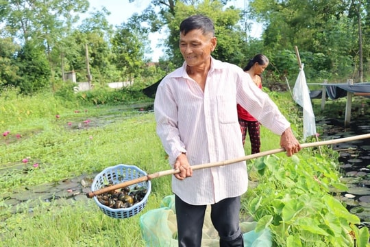 Nông dân Hà Tĩnh bất ngờ tìm thấy “mỏ vàng” sau nhà, kiếm trăm triệu mỗi năm