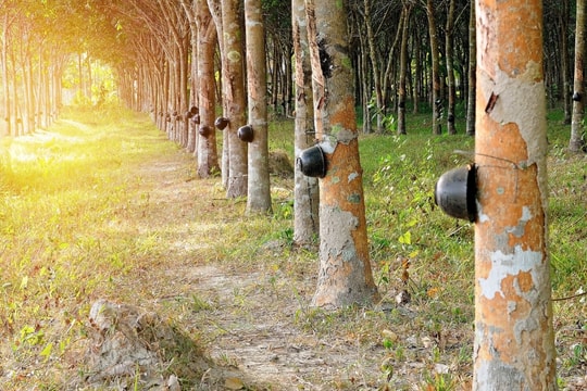 Giá cao su hôm nay 25/10/2025: Tăng tuần thứ hai liên tiếp
