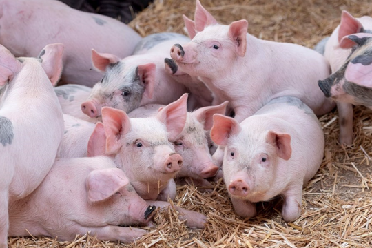 Giá heo hơi hôm nay 26/10/2025: Giữ vững 55.000 đồng/kg, Hà Nội siết chặt quản lý