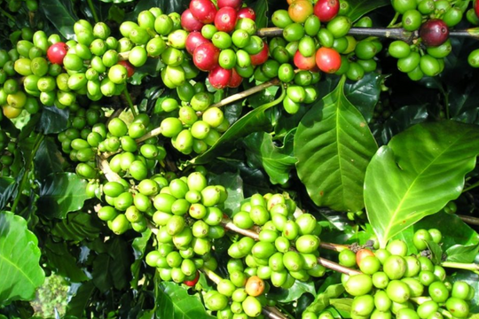 Giá cà phê hôm nay 27/10/2025: Thị trường rơi tự do phiên đầu tuần