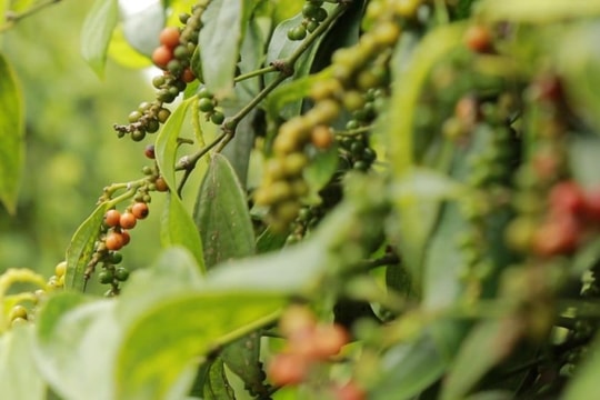 Giá tiêu hôm nay 27/10/2025: Trong nước lặng sóng