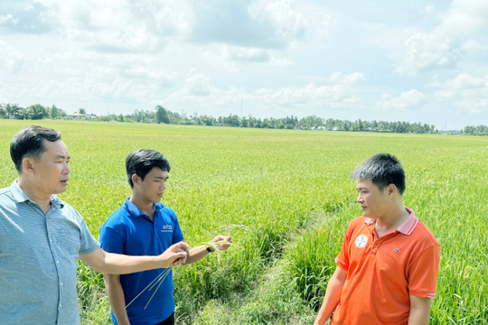 Nông dân Cà Mau bắt tay nhau làm giàu giúp “thoát cảnh được mùa mất giá” trên chính mảnh đất quê hương