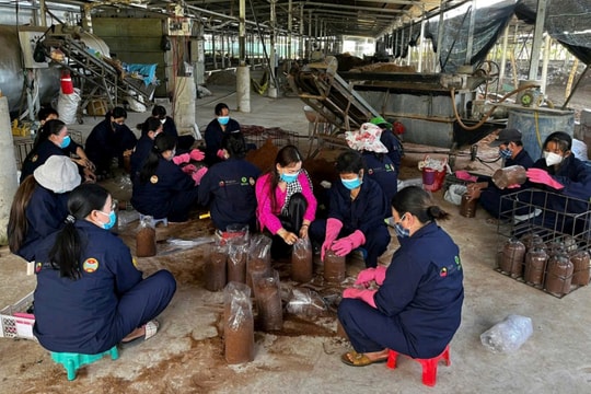 Nông dân An Giang biến rơm rạ thành “vàng nâu”, viết nên câu chuyện làm giàu đặc biệt giữa lòng Tứ giác Long Xuyên