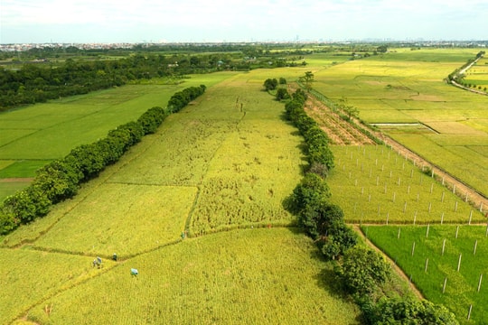 Quý III tăng trưởng chậm lại tại mảng nông nghiệp nhà Chủ tịch Nguyễn Duy Hưng