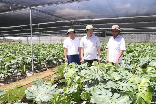 Từ ruộng rau giá thấp, nông dân Thanh Hóa trồng giống cây có cái tên lạ, thu về số tiền lớn mỗi năm