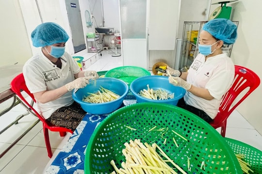 Nông dân Cà Mau tìm thấy “vàng xanh” giữa đồng nước, ai nấy đều có thu nhập ổn định từ 100–120 triệu đồng/năm