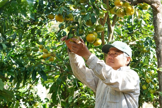 Năm nào cũng cầm tay cả trăm triệu, nông dân Quảng Ngãi biến ước mơ làm giàu thành hiện thực nhờ điều tưởng chừng như không thể