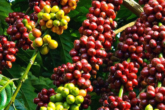 Giá cà phê hôm nay 30/10/2025: Thị trường rung lắc, nguy cơ mất thương hiệu vì hàng giả