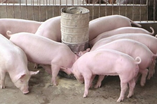 Giá heo hơi hôm nay 30/10/2025: Miền Bắc mất mốc 55.000 đồng/kg, thị trường lao dốc khó lường