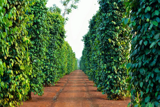 Giá tiêu hôm nay 30/10/2015: Giao dịch ở vùng giá cao, Việt Nam có cơ hội giảm thuế xuất sang Mỹ xuống 0%