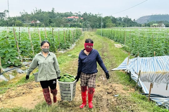 Nông dân Hà Tĩnh đổi đời nhờ giống cây "Tài Lộc", năng suất gấp nhiều lần cây truyền thống