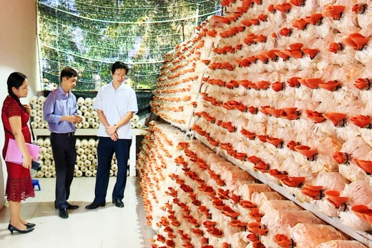 Chuyển đổi trồng cây ăn trái, cây công nghiệp sang dược liệu quý, người dân Tây Ninh ngày càng no ấm