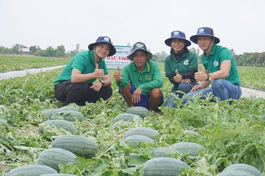 Từ lãi cả trăm triệu đến thua lỗ, người nông dân Đồng Tháp đang tìm lại “mùa thu hoạch vàng” nhờ những bí kíp đặc biệt