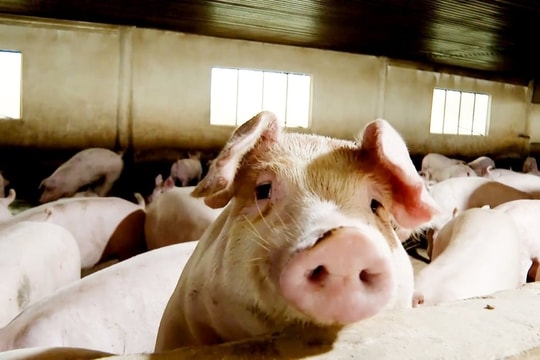 Giá heo hơi hôm nay 31/10/2025: Nhiều tỉnh xuống mốc 50.000 đồng/kg, thị trường trầm lắng kéo dài