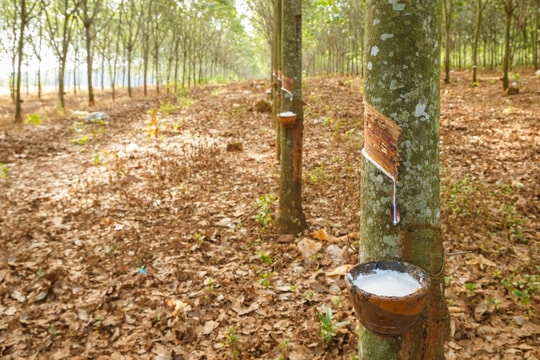 Giá cao su hôm nay 30/10/2025: Đảo chiều giảm do lo ngại gián đoạn nguồn cung ô tô