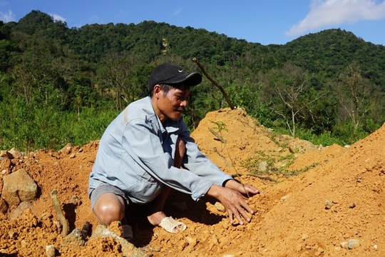 Không phải cao su hay keo, nông dân Quảng Trị đang làm giàu nhờ một loài cây ít ai ngờ tới