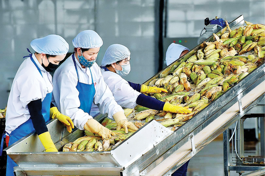 Cổ phiếu tăng nóng gần gấp đôi, doanh nghiệp miền Tây sắp lên HOSE có gì đáng chú ý?