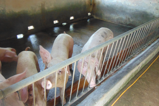 Giá heo hơi hôm nay 1/11/2025: Nhiều địa phương giảm giá, người nuôi vẫn dè dặt tái đàn