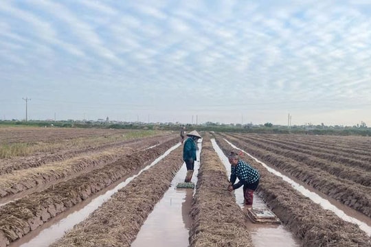 Nông dân Hưng Yên trồng giống trái "bao tử", kiếm số tiền lớn mỗi vụ nhờ bao tiêu đầu ra ổn định