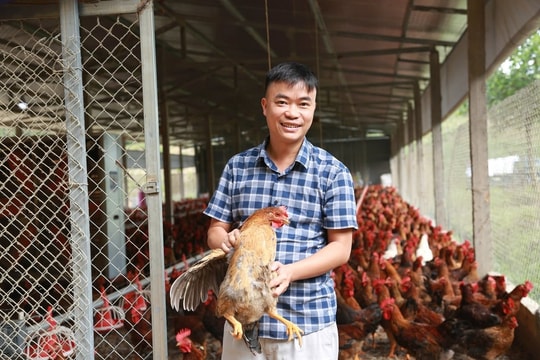 Nông dân Lào Cai đổi đời nhờ mô hình chăn nuôi khép kín, mỗi năm doanh thu hàng tỷ đồng