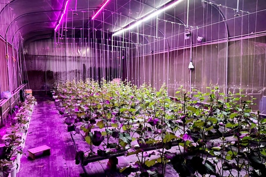 Nông dân trẻ An Giang làm giàu bằng kiến thức đại học, thu hàng chục triệu mỗi vụ nhờ giống trái "ngon, giòn, ngọt"