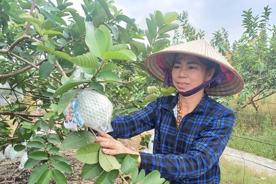 Nông dân Hải Phòng tìm ra "cây làm giàu" mới, tạo nên thương hiệu nông sản và thu nhập hàng trăm triệu đồng