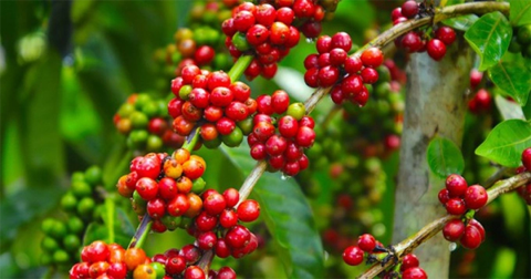 Giá cà phê hôm nay 3/11/2025: Giảm mạnh hơn 1.000 đồng/kg, Arabica Sơn La "ghi dấu" tại châu Âu