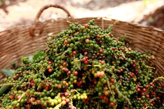 Giá tiêu hôm nay 3/11/2025: Tiêu Việt giữ giá cao, thị trường Malaysia lao dốc