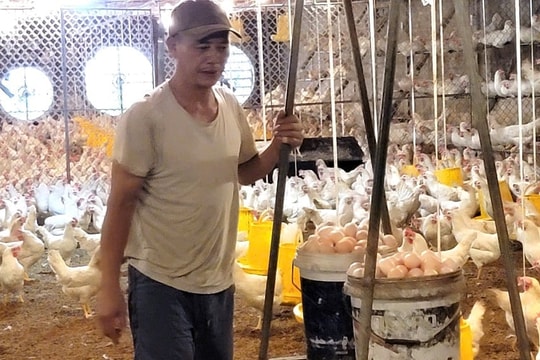 Nông dân Hà Nội làm giàu từ trang trại "siêu trứng", mỗi năm thu tiền tỷ