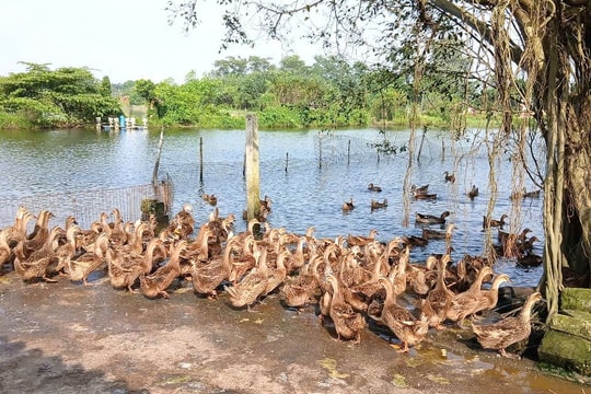 Nuôi 10.000 con vật, lợi nhuận nửa tỷ đồng mỗi năm, người nông dân Ninh Bình đang làm giàu nhờ bí quyết đặc biệt