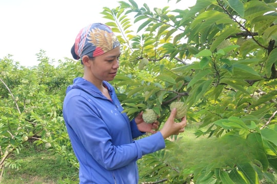 Nông dân Lạng Sơn viết lại câu chuyện làm giàu trên đất đá, ai nấy đều tay thu hàng trăm triệu
