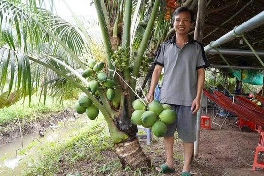 Nông dân Cần Thơ trồng giống cây "thân lùn" nhưng có trái ngọt ngon, vừa bán buôn tốt, vừa thu hút khách du lịch