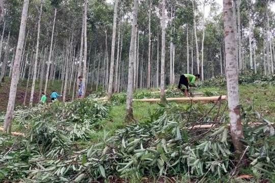 Trồng giống cây có hương thơm đặc biệt, nông dân Lạng Sơn bất ngờ thu về cả trăm triệu đồng