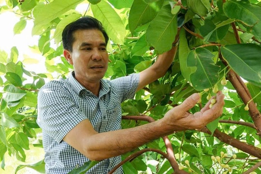 Người nông dân 50 tuổi ở Cần Thơ "chế" ra giống trái đột biến, bán đắt hàng, thay đổi cuộc sống của vùng đất Cù Lao