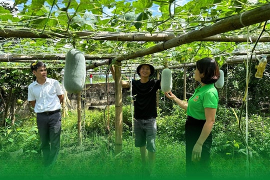 Nông dân Lào Cai làm giàu từ giống trái "bự con", hiệu quả cao gấp 8 lần so với lúa hay ngô