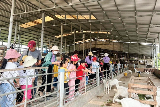 Mô hình nuôi dê thịt, dê sữa kết hợp du lịch giúp nông dân Đồng Tháp thoát nghèo