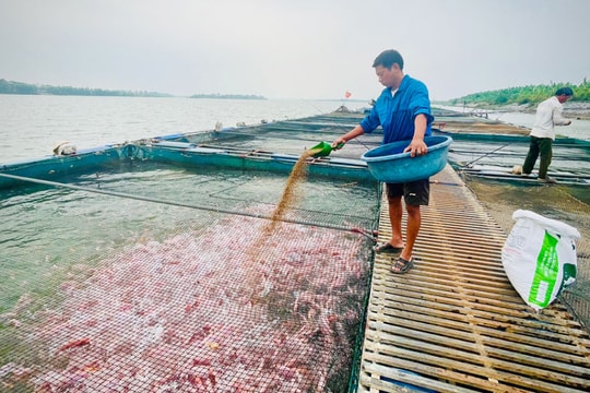Nông dân Hưng Yên quyết tâm giữ nghề truyền thống bên dòng sông Hồng, chờ ngày bội thu từ những chiếc "lồng vàng"