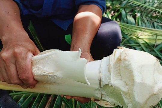 Nông dân An Giang đổi đời từ giống cây tưởng chỉ để lấy nước uống