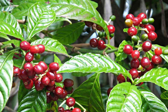 Giá cà phê hôm nay 8/11/2025: Tăng 200–400 đồng/kg, xuất khẩu Việt Nam xác lập kỷ lục mới