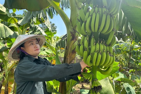 Nông dân Dao ở Thái Nguyên làm giàu từ giống chuối "lạ", lãi gần 800 triệu mỗi năm