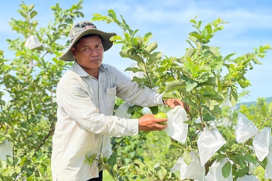 Nông dân Hrê viết lại câu chuyện làm giàu từ vùng đất cằn cỗi trên miền núi Quảng Ngãi
